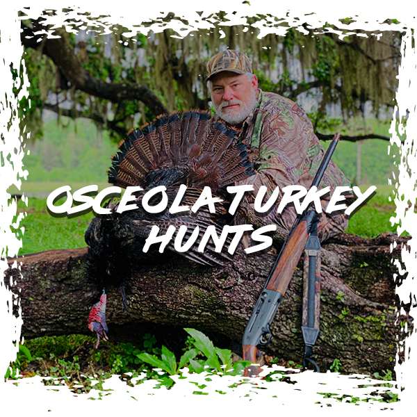 Hunt Osceola Turkeys with Gods Country Outfitters