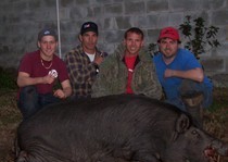 Trophy Florida Hogs