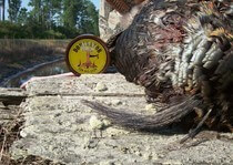 The Dominator custom turkey calls