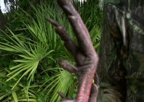 2011 Turkey Season- Randy Elberson's Record Osceola Turkey with 1 3/4 inch spurs